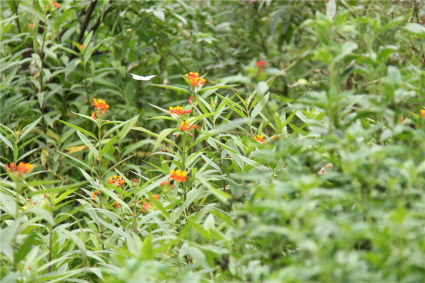 产品拍摄,广告摄影,花卉,绿色,草,黄色,花,叶,领域,厂,植物群,草地,野花,地被植物,弹簧,年生植物,灌木,树,性质,森林,草坪,夏季,野生动物,植物学,花园,动物群,公共区域,雨林