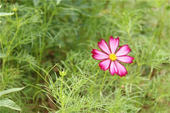 写真/艺术照,艺术写真,产品拍摄,广告摄影,花,莲花,漂亮,美丽,如画,精细,愉快,性质,粉,树,叶,绿色,宏,植物群,厂,特写,花瓣,宏观摄影,野花,水生植物,开花,植物茎,品红,年生植物,百合
