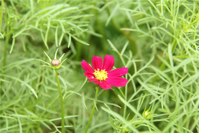 产品拍摄,广告摄影,红花,绿色,花,草,粉色花,野花,小草,莲花,漂亮,美丽,如画,精细,愉快,性质,粉,树,叶,宏,植物群,厂,特写,花瓣,宏观摄影,水生植物,开花,植物茎,品红,年生植物,百合