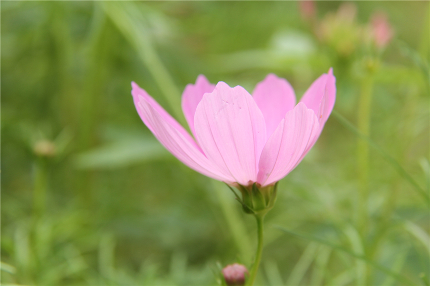 产品拍摄,广告摄影,粉色,花,草,粉色花,野花,花卉,领域,草地,夏季,野生,山,景观,性质,花园,多彩,美丽,绿色,美容,安装,自然,背景,弹簧,多雨,景区,市,湖,花的,厂,颜色,植物群,亮,红,开花,黄色,季节,粉,叶,植物学,花瓣,盛开,花园宇宙,年生植物,开花植物,雏菊家庭,电脑壁纸,延胡索雏菊