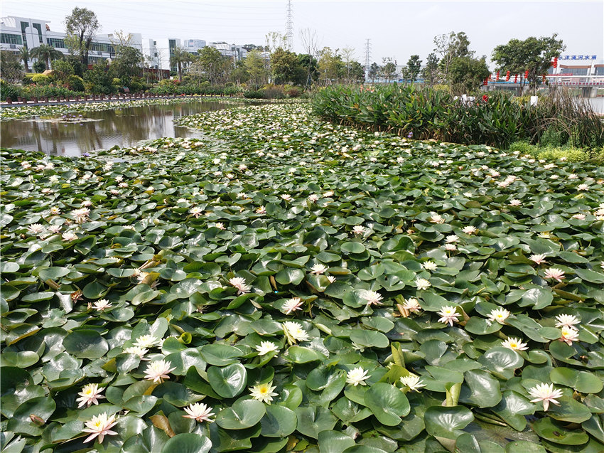 产品拍摄,广告摄影,叶,花,盛开,夏季,池塘,植物学,黄色,花园,粉,水生植物,植物群,地图,花卉,背景图,睡莲,植物,黄色花,花园池塘,粉红色的花,粉红色,鱼池,绿色,野花