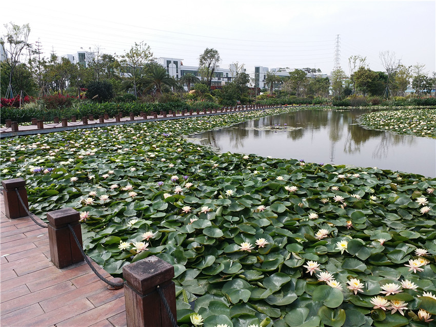 产品拍摄,广告摄影,叶,花,盛开,夏季,池塘,植物学,黄色,花园,粉,水生植物,植物群,地图,花卉,背景图,睡莲,植物,黄色花,花园池塘,粉红色的花,粉红色,鱼池