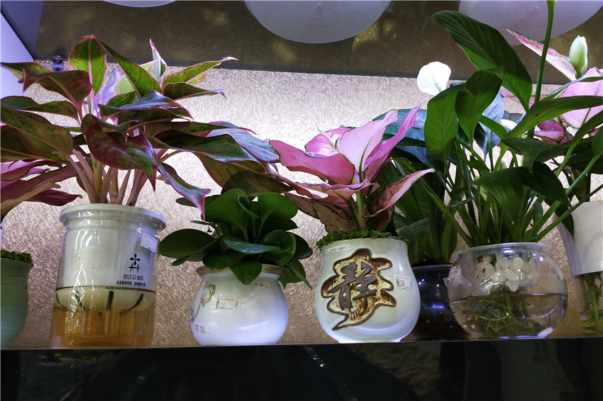 产品拍摄,广告摄影,盘栽,仙人掌,花,植物学,植物群,拼盘,盆栽,开花植物,多汁植物,陆地植物